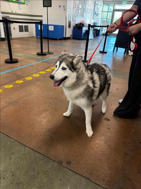 Shelter Stray Female Dog last seen , 14409 Vanowen St, Van Nuys, CA 91405, USA