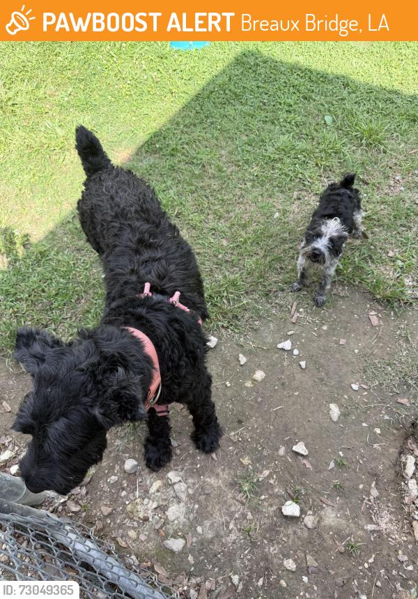 Found/Stray Female Dog last seen Main hwy, Breaux Bridge, LA 70517
