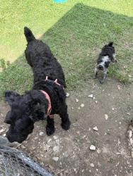 Found/Stray Female Dog last seen Main hwy, Breaux Bridge, LA 70517
