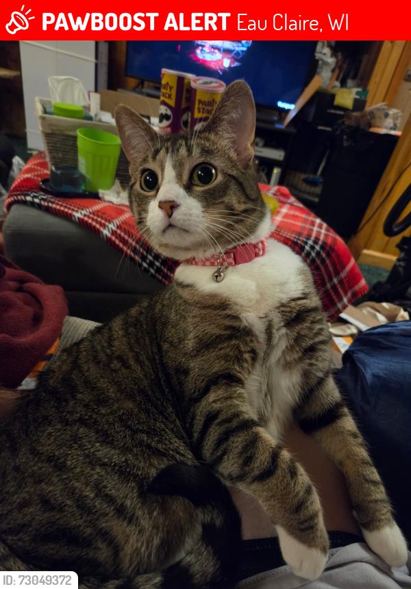 Lost Female Cat last seen Near Blakeley Ave, Eau Claire, WI 54701