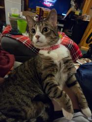 Lost Female Cat last seen Near Blakeley Ave, Eau Claire, WI 54701