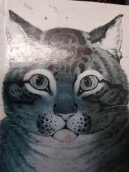 Lost Female Cat last seen Ink hse Bed & Breakfast, St. Helena, CA 94574