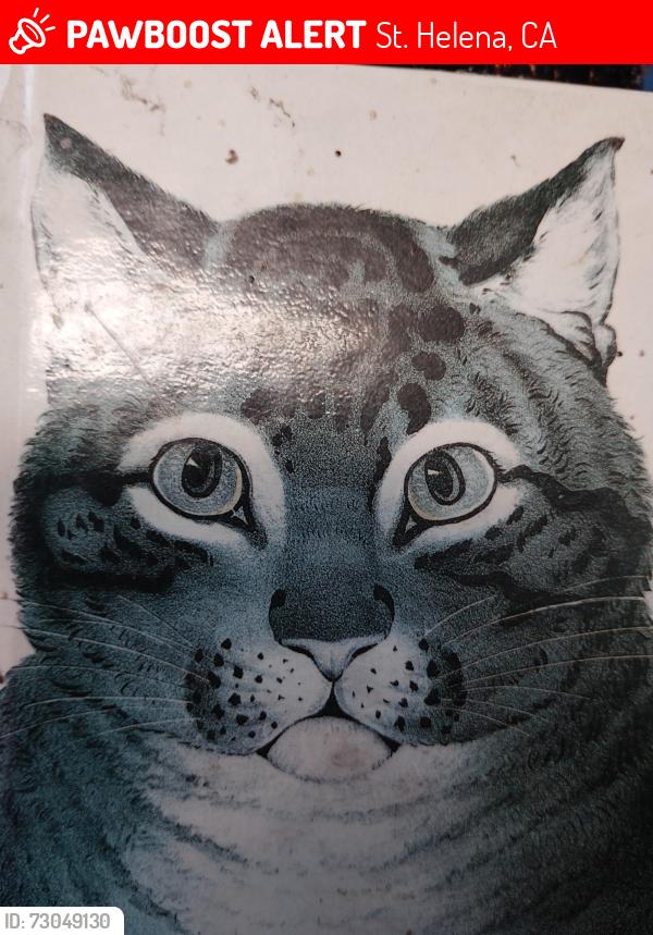 Lost Female Cat last seen Ink hse Bed & Breakfast, St. Helena, CA 94574