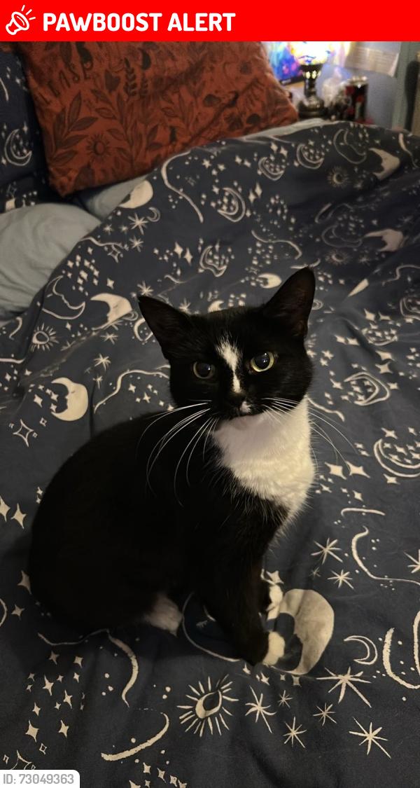 Lost Female Cat last seen Arne crescent, Bournemouth, Christchurch and Poole, England BH12