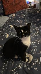 Lost Female Cat last seen Arne crescent, Bournemouth, Christchurch and Poole, England BH12