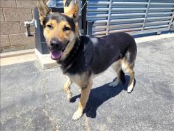 Shelter Stray Male Dog last seen , 957 N Gaffey St, San Pedro, CA 90731, USA