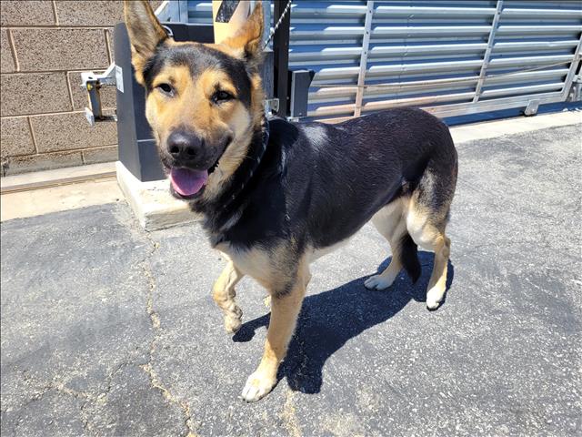 Shelter Stray Male Dog last seen , 957 N Gaffey St, San Pedro, CA 90731, USA