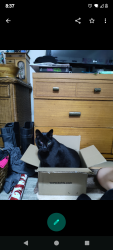 Reunited Male Cat last seen NW 1st PL, Cape Coral, FL 33993
