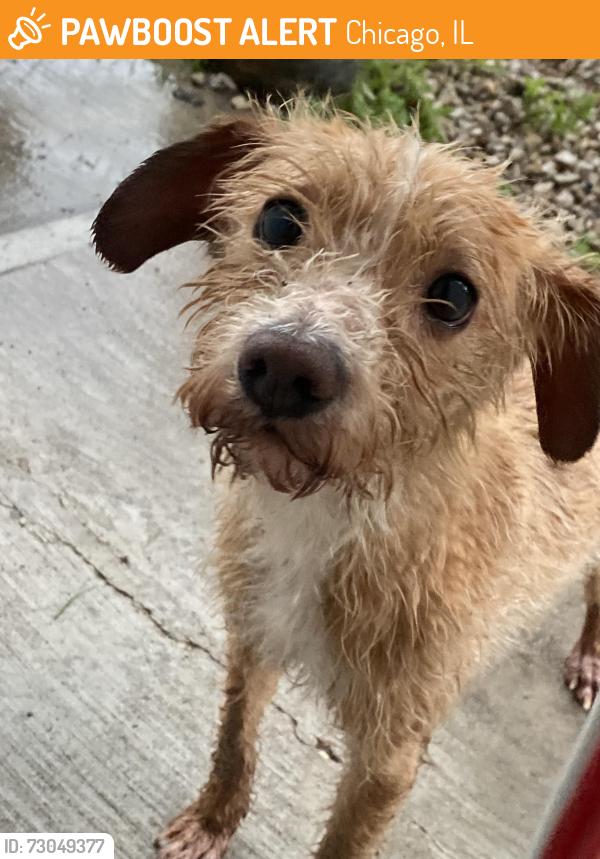 Found/Stray Unknown Dog last seen pulaski, Chicago, IL 60623