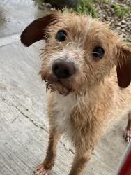 Found/Stray Unknown Dog last seen pulaski, Chicago, IL 60623