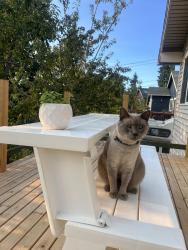 Lost Male Cat last seen Pigeon point , Seattle, WA 98106