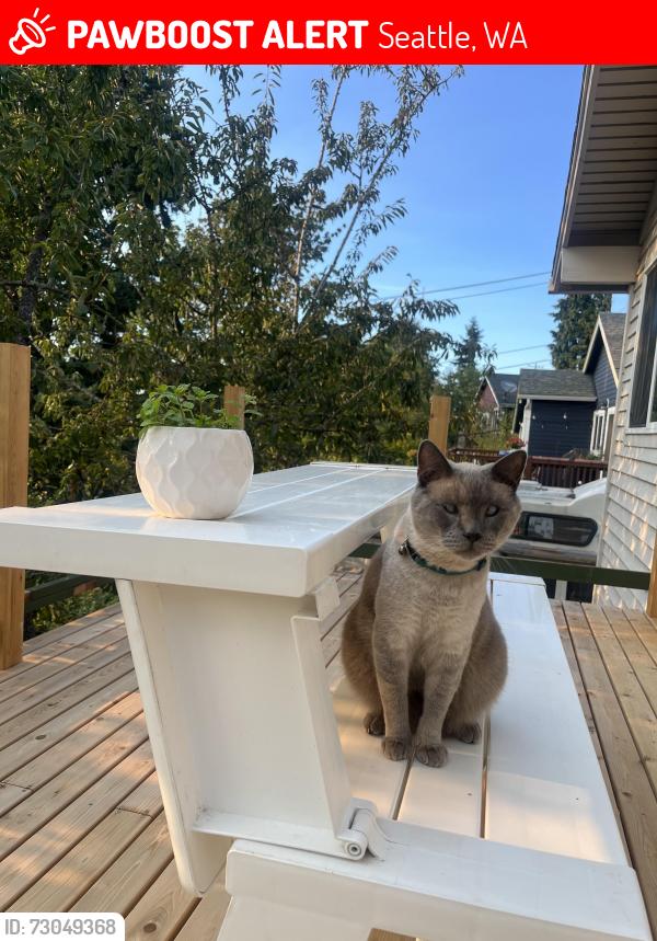 Lost Male Cat last seen Pigeon point , Seattle, WA 98106