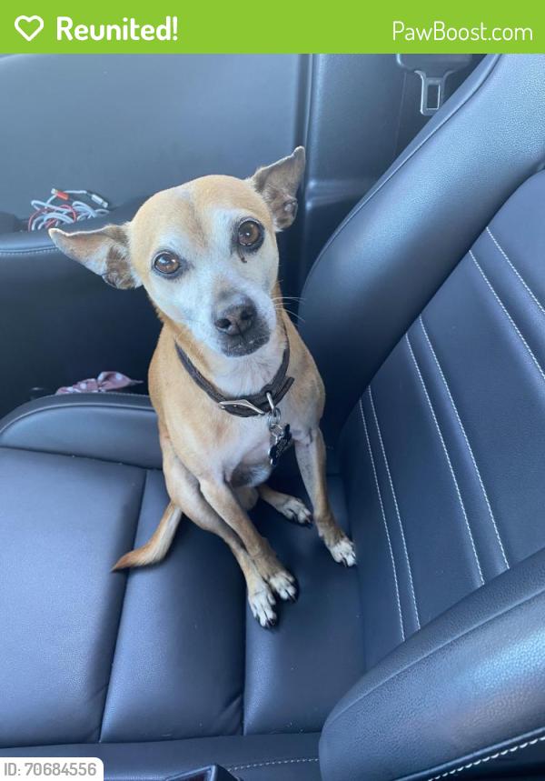 Reunited Male Dog last seen Southwest Miami Senior Highschool, Miami, FL 33165