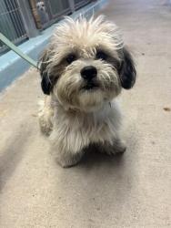 Shelter Stray Male Dog last seen WALNUT/CULVER, 92604, 6443 Oak Canyon, Irvine, CA 92618, USA