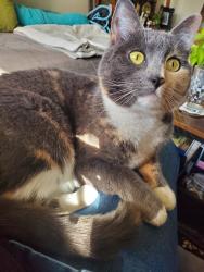 Lost Female Cat last seen Del Monte Ave, Monterey, CA 93940