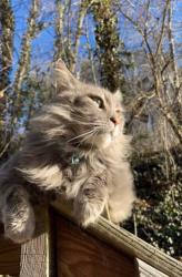 Lost Male Cat last seen Bucket cover access road, Swannanoa, NC 28778