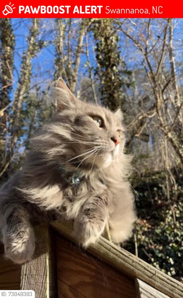 Lost Male Cat last seen Bucket cover access road, Swannanoa, NC 28778