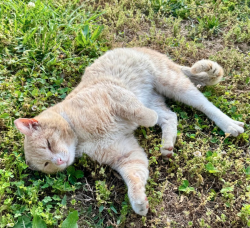 Lost Male Cat last seen Black Cat Cafe in Devon, Tredyffrin Township, PA 19333