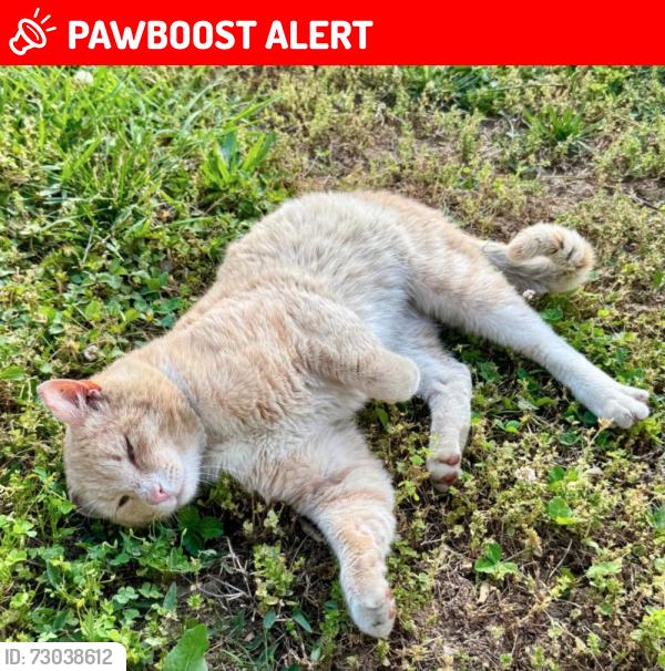 Lost Male Cat last seen Black Cat Cafe in Devon, Tredyffrin Township, PA 19333