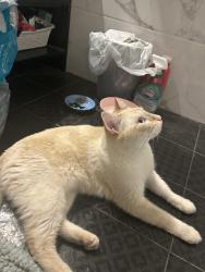 Reunited Male Cat last seen Found between Stanhope and evergreen , Brooklyn, NY 11221