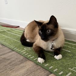 Reunited Male Cat last seen Country Lake Estates on Louetta in Spring Texas, Harris County, TX 77388