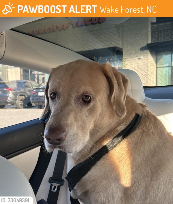Found/Stray Male Dog last seen In front of Torchy’s Tacos, Wake Forest, NC 27587