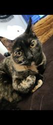 Lost Female Cat last seen Monte Carlo , Princeton, TX 75407