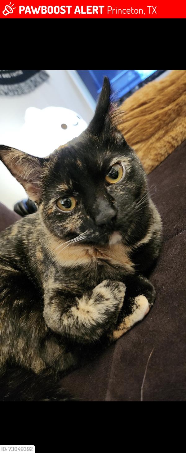 Lost Female Cat last seen Monte Carlo , Princeton, TX 75407