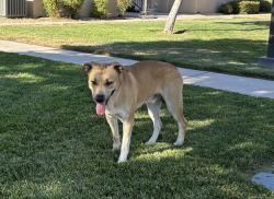 Found/Stray Male Dog last seen Riverton apmts, Victorville, CA 92392