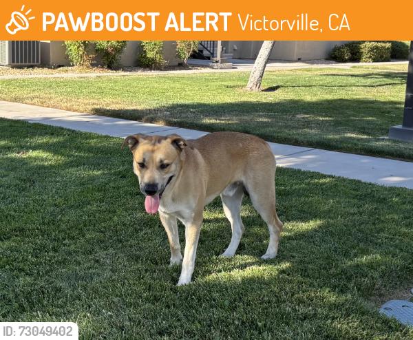 Found/Stray Male Dog last seen Riverton apmts, Victorville, CA 92392