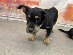 Shelter Stray Male Dog last seen Near BLOCK E HARWICK DR, 333 Chandler Pl, San Bernardino, CA 92408, USA