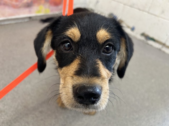 Shelter Stray Male Dog last seen Near BLOCK E HARWICK DR, 333 Chandler Pl, San Bernardino, CA 92408, USA
