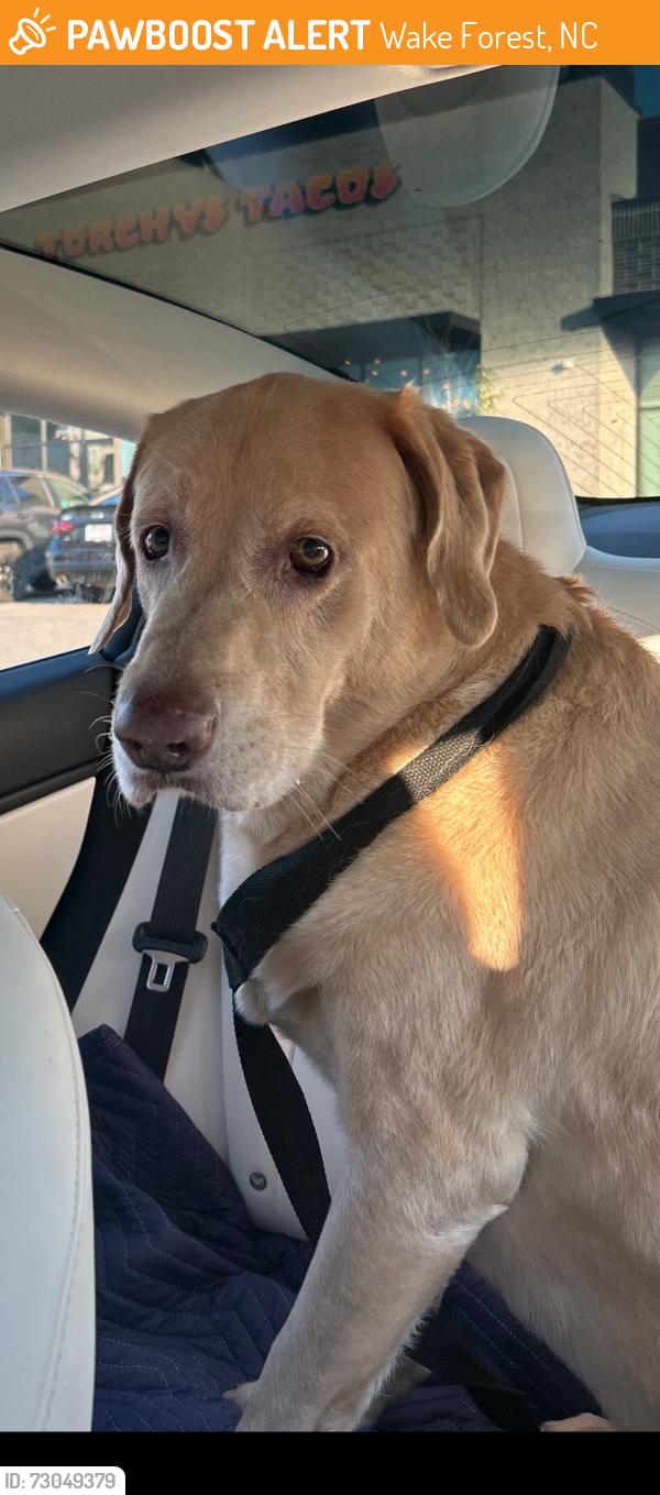 Found/Stray Male Dog last seen Near Dr. Calvin Jones Hwy, Wake Forest, NC 27587