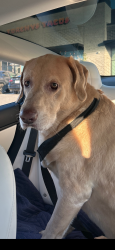 Found/Stray Male Dog last seen Near Dr. Calvin Jones Hwy, Wake Forest, NC 27587
