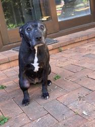 Found/Stray Female Dog last seen Wattle Street, Lyneham, ACT 2602