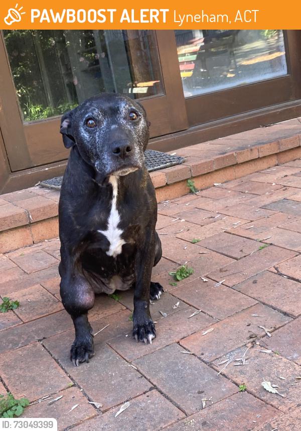 Found/Stray Female Dog last seen Wattle Street, Lyneham, ACT 2602