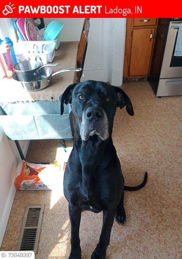 Lost Male Dog last seen Near e 750 s, Ladoga, IN 47954