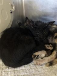 Shelter Stray Male Cat last seen Near BLOCK BELLFLOWER BLVD LONG BEACH, CA 90808, 7700 E Spring St, Long Beach, CA 90815, USA