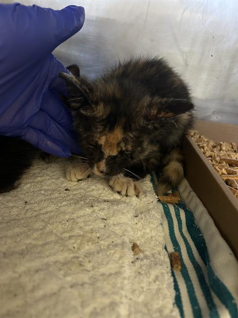 Shelter Stray Female Cat last seen Near BLOCK BELLFLOWER BLVD LONG BEACH, CA 90808, 7700 E Spring St, Long Beach, CA 90815, USA