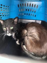 Shelter Stray Male Cat last seen Near BLK HOME ST, LONG BEACH, CA 90805, 7700 E Spring St, Long Beach, CA 90815, USA