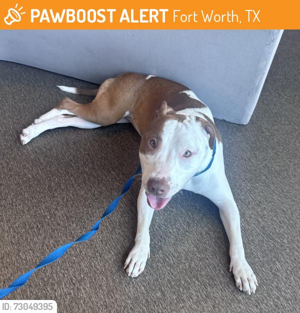 Found/Stray Female Dog last seen Montgomery Street Cafe, Fort Worth, TX 76107