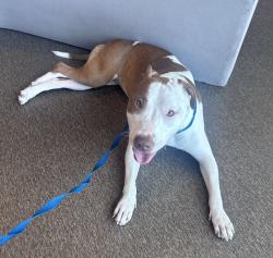 Found/Stray Female Dog last seen Montgomery Street Cafe, Fort Worth, TX 76107
