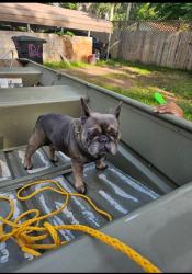Reunited Male Dog last seen North rd, pierson Florida, Pierson, FL 32180