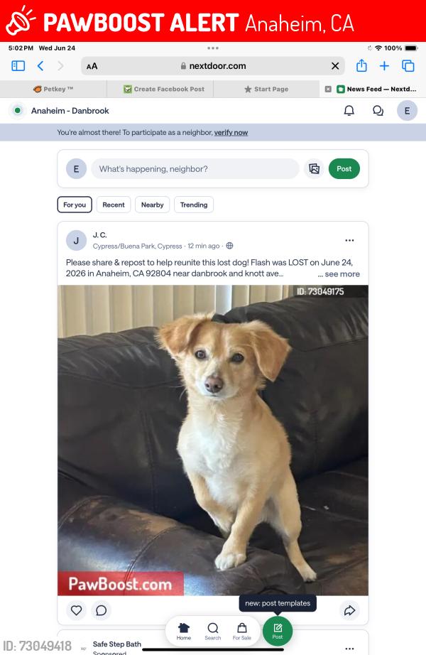 Lost Male Dog last seen western high school , Anaheim, CA 92804