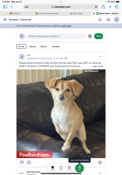 Lost Male Dog last seen western high school , Anaheim, CA 92804