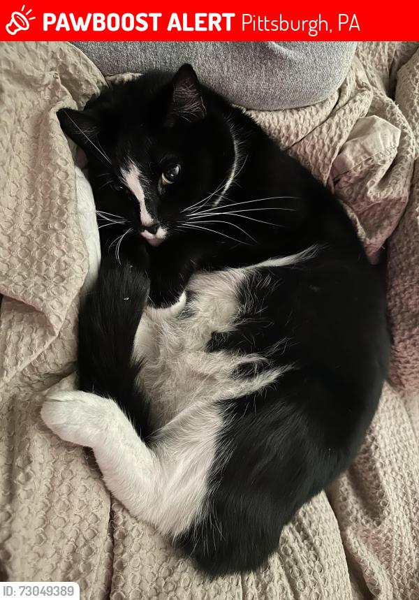 Lost Female Cat last seen Hazlett and Bramble, Pittsburgh, PA 15237