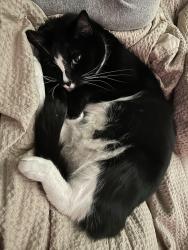 Lost Female Cat last seen Hazlett and Bramble, Pittsburgh, PA 15237