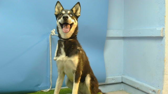 Shelter Stray Female Dog last seen , 216 W Victoria St, Gardena, CA 90248, USA
