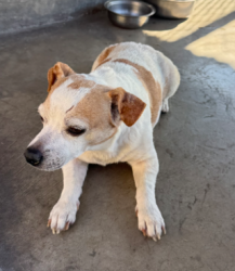 Found/Stray Unknown Dog last seen Delta , Rosemead, CA 91770