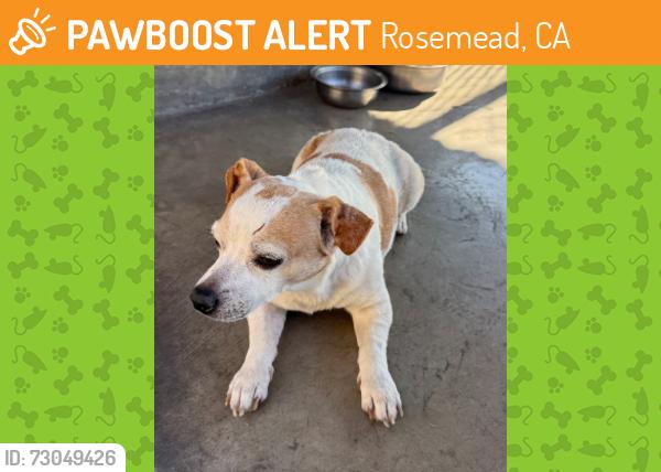 Found/Stray Unknown Dog last seen Delta , Rosemead, CA 91770